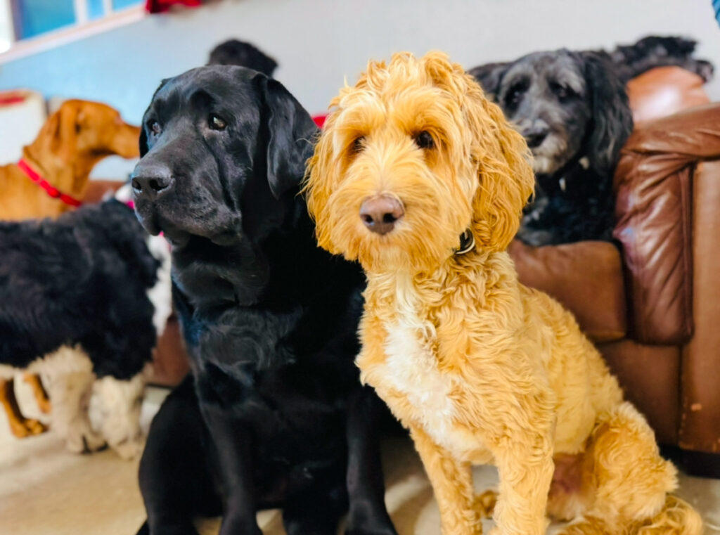 Buddy and Friends