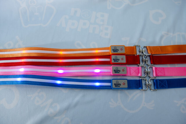 Buddy Bleu LED Collar and Leash Set