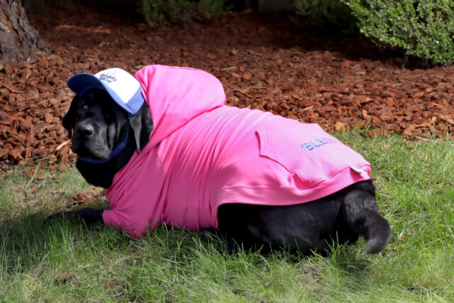 Buddy Bleu Pup Hooded Sweatshirts