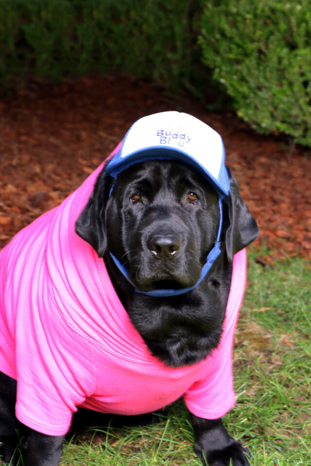 Buddy Bleu Pup Hooded Sweatshirts - Image 2