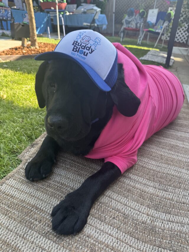 Buddy Bleu Trucker Pup Lids - Image 7