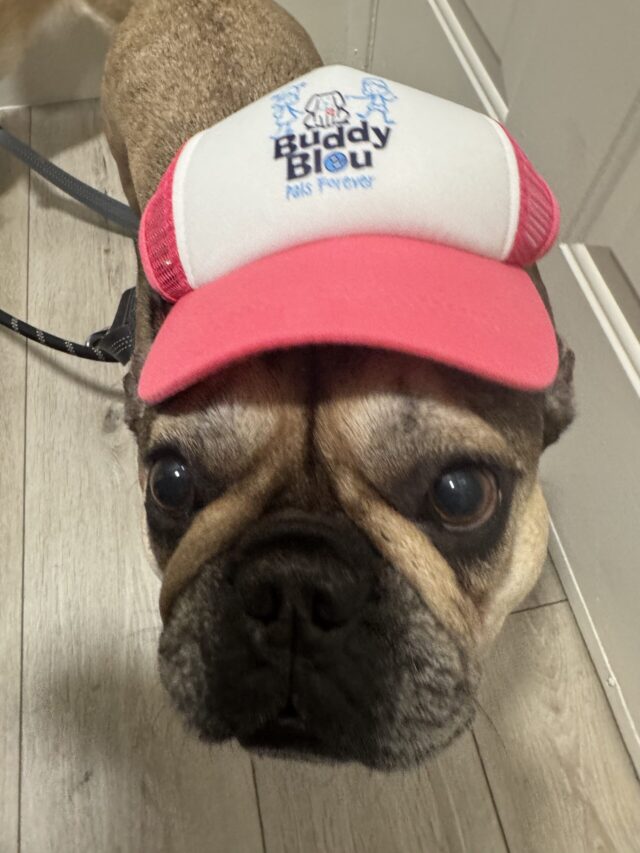 Buddy Bleu Trucker Pup Lids - Image 5