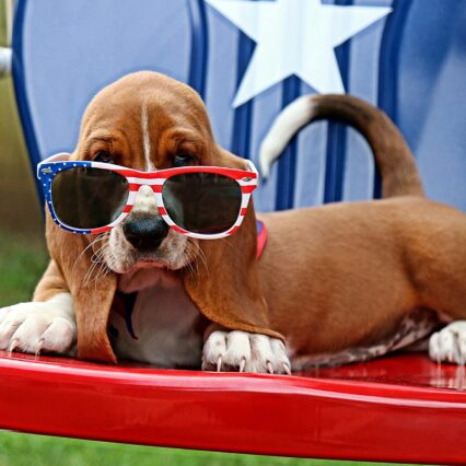 Buddy Bleu July 4th l Package