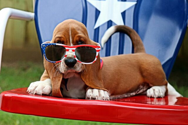 Buddy Bleu July 4th l Package