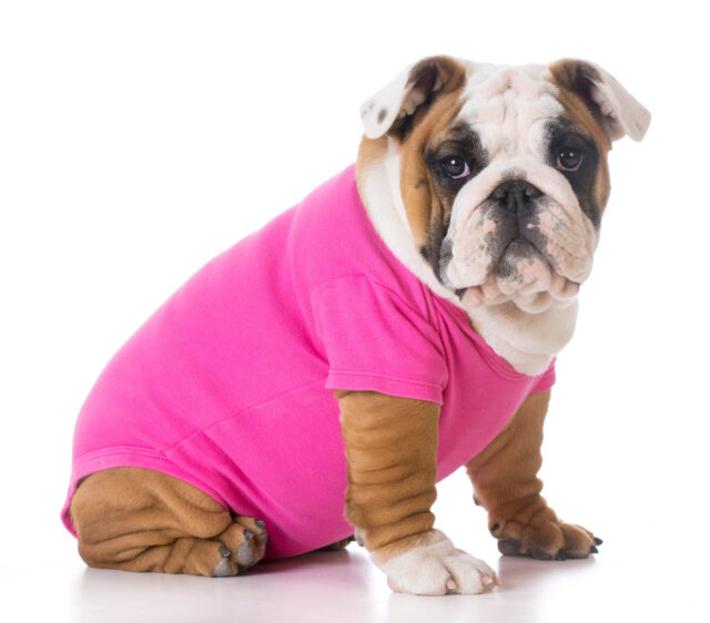 Buddy Bleu Pup Hooded Sweatshirts - Image 4