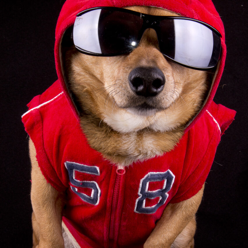 Buddy Bleu Pet Swag Package