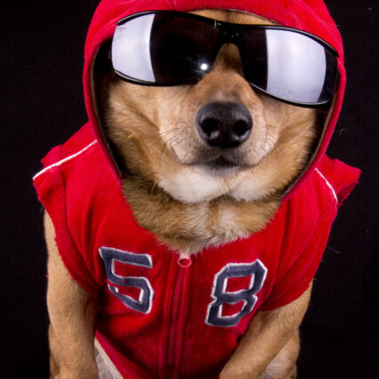 Buddy Bleu Pet Swag Package