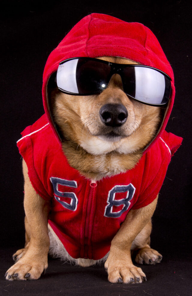 Buddy Bleu Pet Swag Package