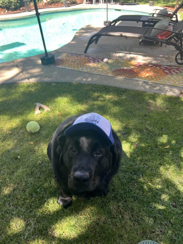 Buddy Bleu Trucker Pup Lids - Image 6