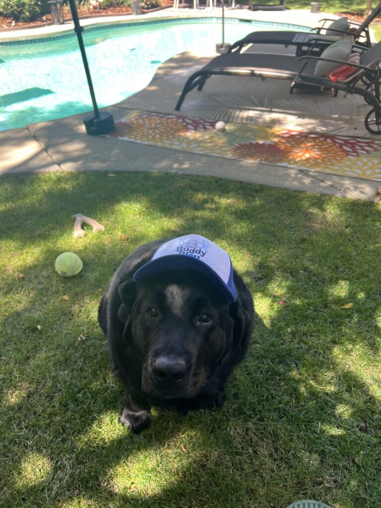 Buddy Bleu Trucker Pup Lids - Image 6