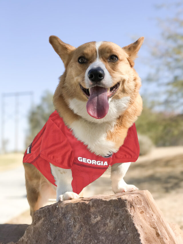 Georgia Collegiate Pet Jersey Style 1 - Image 4