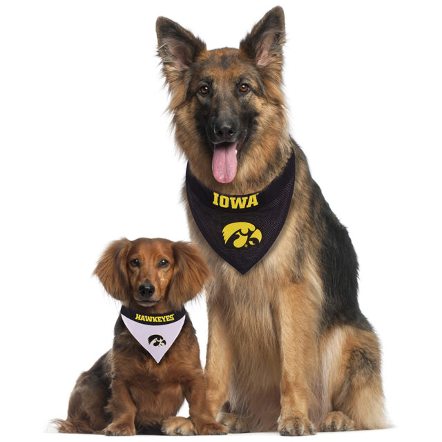 Iowa Collegiate Reversible Pet Bandana Style 1 - Image 2