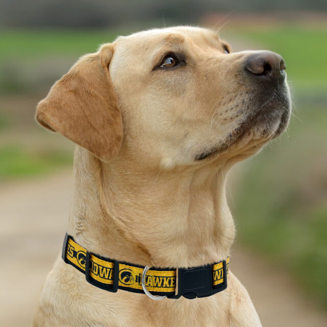 Iowa Satin Collar - Image 4