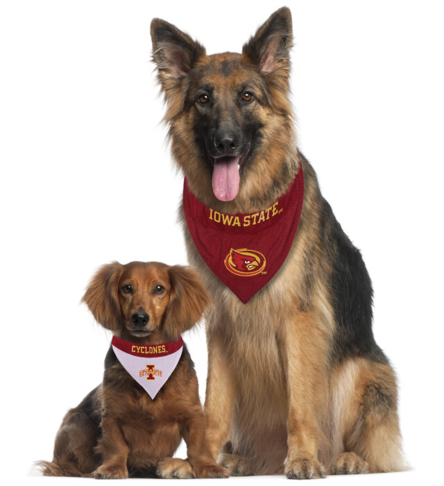 Iowa State Reversible Bandana Style 1 - Image 2