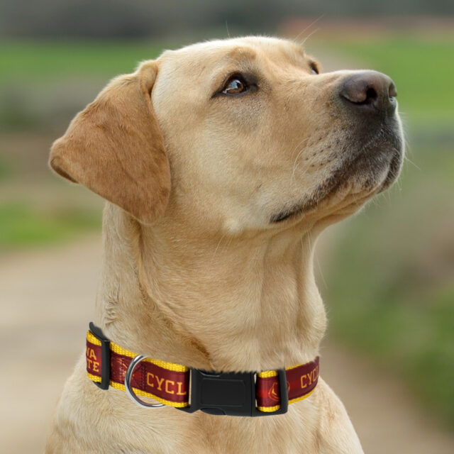 Iowa State Satin Collar - Image 4