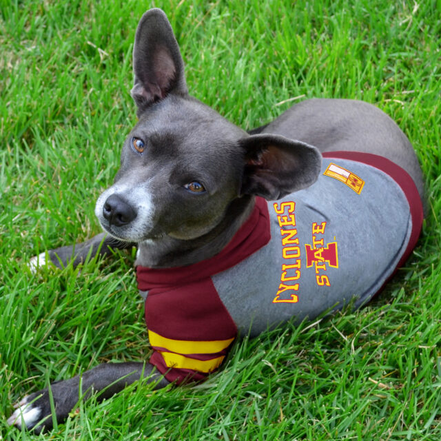 Iowa State Pet Hoodie Tee Shirt - Image 2