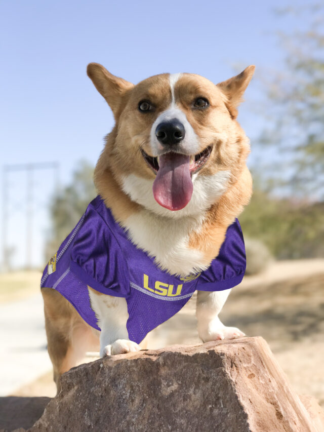 LSU Collegiate Pet Jersey Style 1 - Image 5