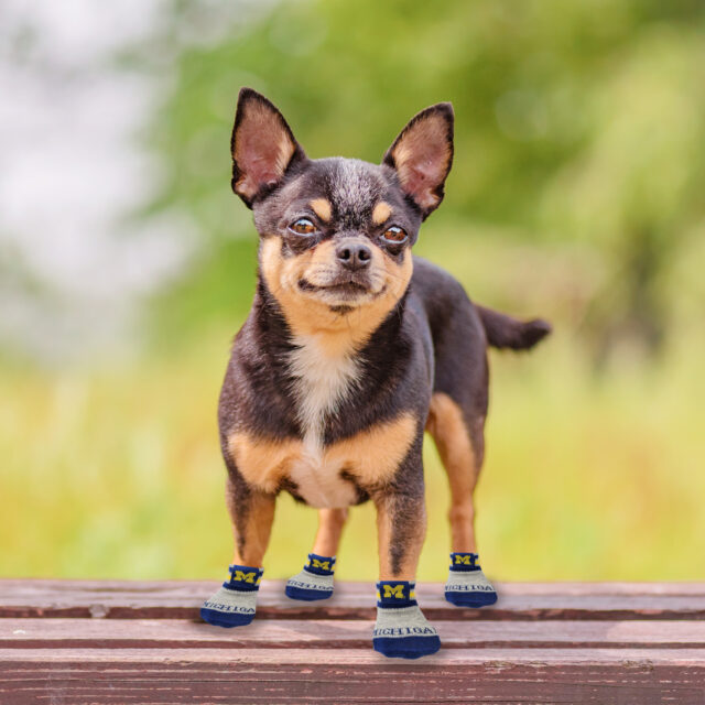 Michigan Pet Sox - Image 2