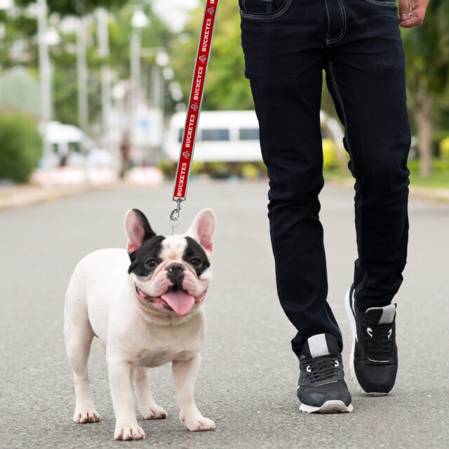 Ohio State Satin Leash - Image 3