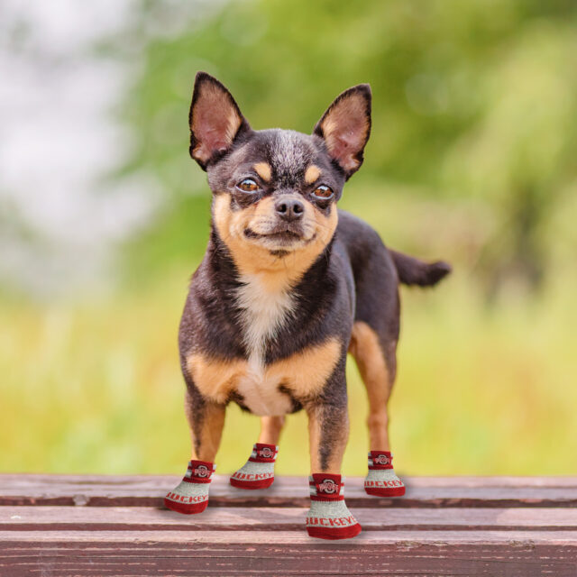 Ohio State Pet Sox - Image 3