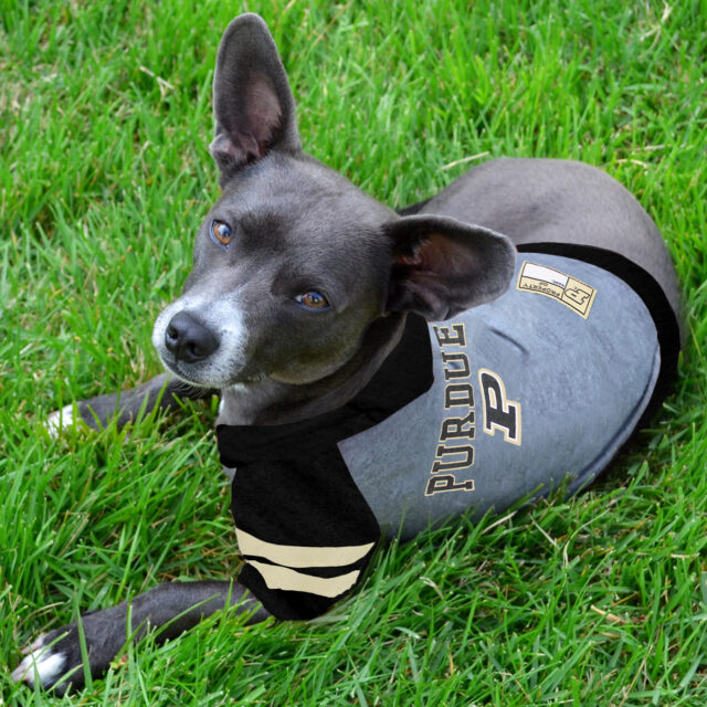 Purdue Hoodie Tee Shirt - Image 2