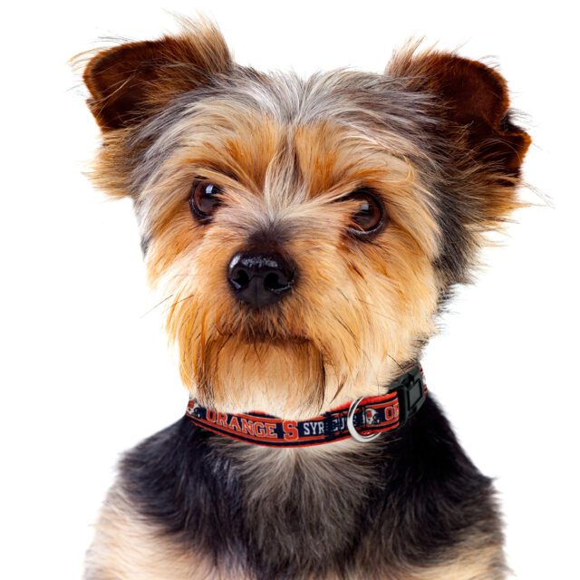 Syracuse Satin Collar - Image 3