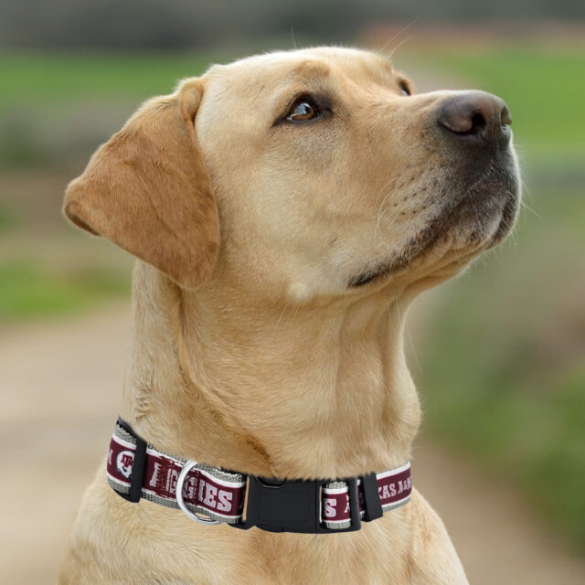 Texas A & M Satin Collar - Image 3