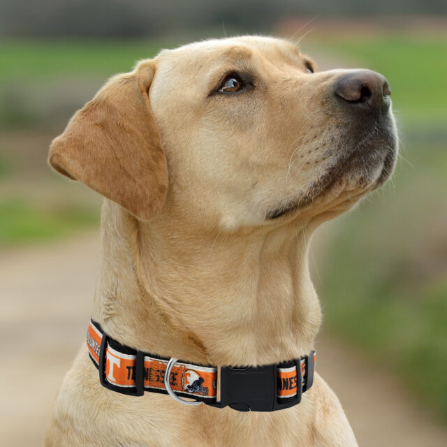 Tennessee Satin Collar - Image 4