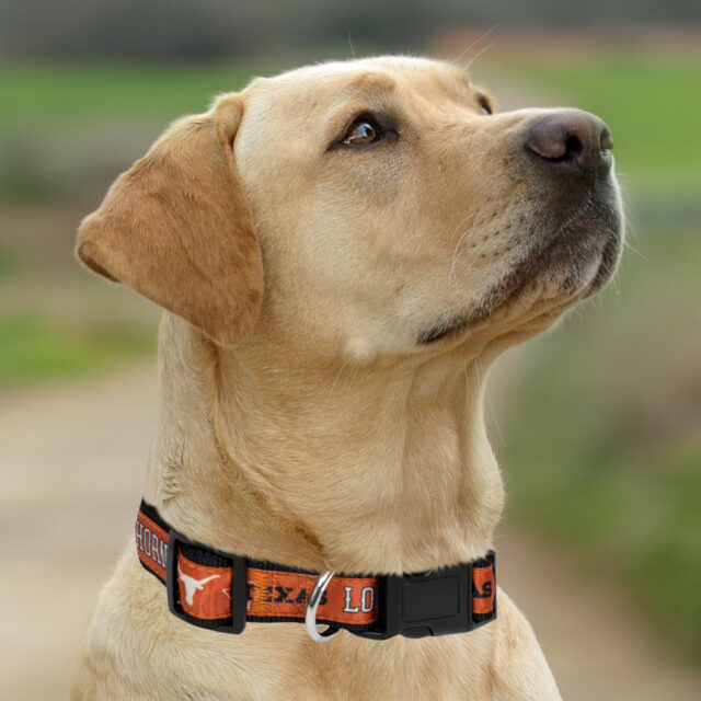 Texas Satin Collar - Image 3