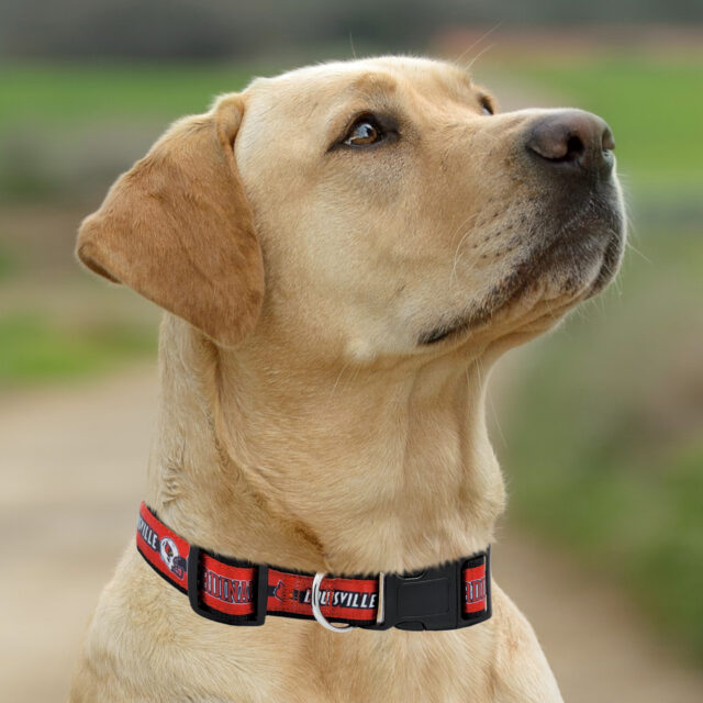 Louisville Satin Collar - Image 2