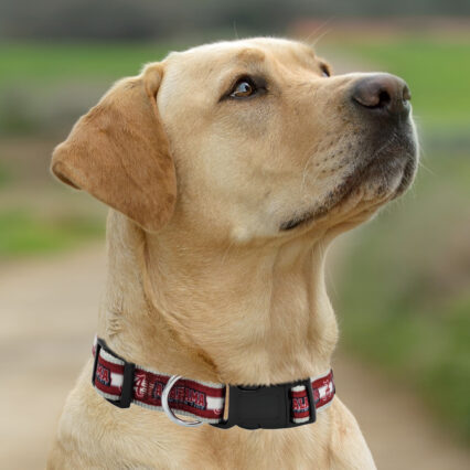 Alabama Satin Collar