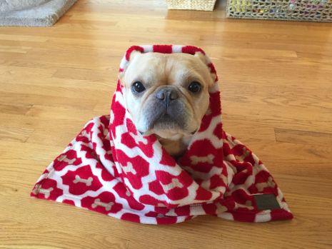 Buddy Bleu USA Red Bone Blanket - Image 4