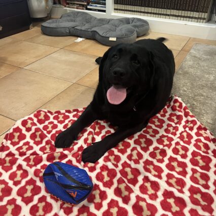 Buddy Bleu USA Red Bone Blanket