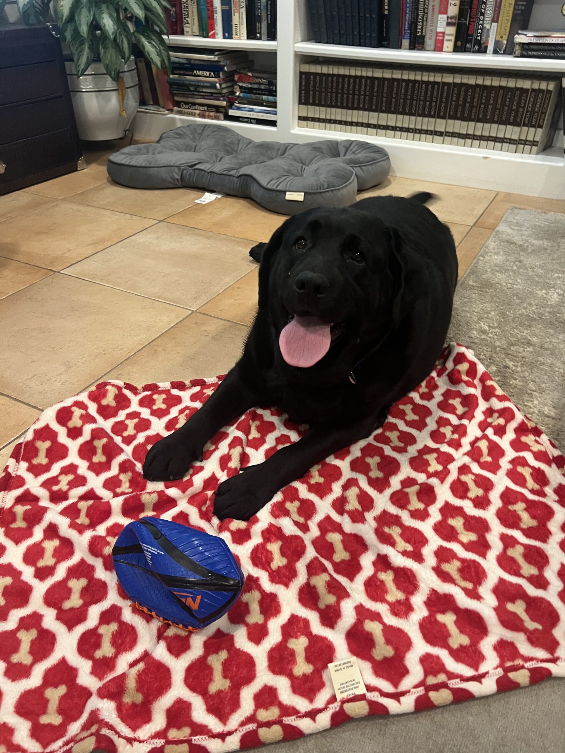 Buddy Bleu USA Red Bone Blanket