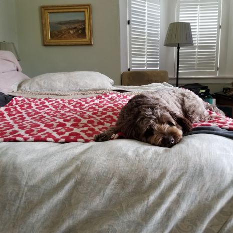 Buddy Bleu USA Red Bone Blanket - Image 2