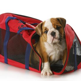adorable eight week old english bulldog peaking out of travel tote bag