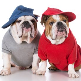 two english bulldogs wearing sweaters and hats on white background